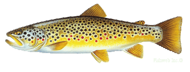 Brown Trout