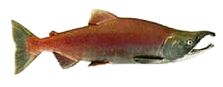 Kokanee Salmon
