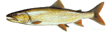 mackinaw trout