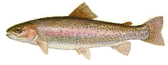 rainbow trout